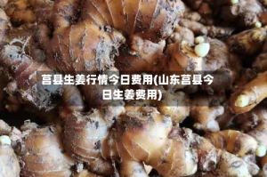 莒县生姜行情今日费用(山东莒县今日生姜费用)