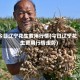 今日辽宁花生费用行情(今日辽宁花生费用行情走势)