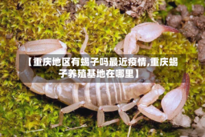 【重庆地区有蝎子吗最近疫情,重庆蝎子养殖基地在哪里】