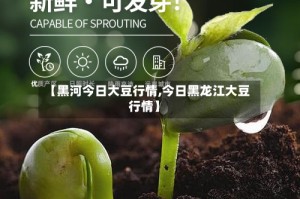 【黑河今日大豆行情,今日黑龙江大豆行情】