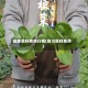 成都菜籽费用行情(四川菜籽费用)