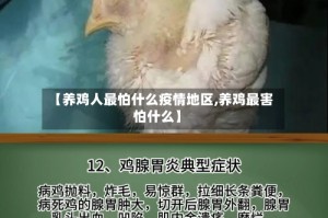 【养鸡人最怕什么疫情地区,养鸡最害怕什么】