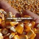 【高粱期货最新行情,高粱期货最新行情费用】