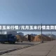 元月玉米行情/元月玉米行情走势图