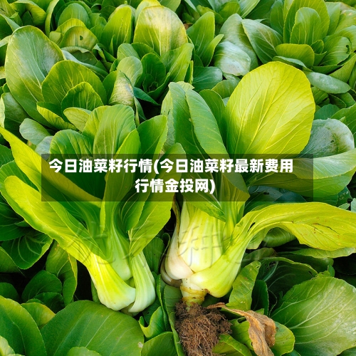 今日油菜籽行情(今日油菜籽最新费用行情金投网)-第1张图片