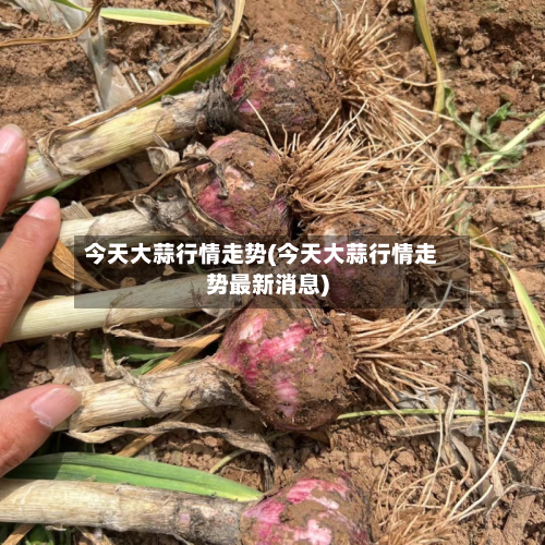 今天大蒜行情走势(今天大蒜行情走势最新消息)-第2张图片