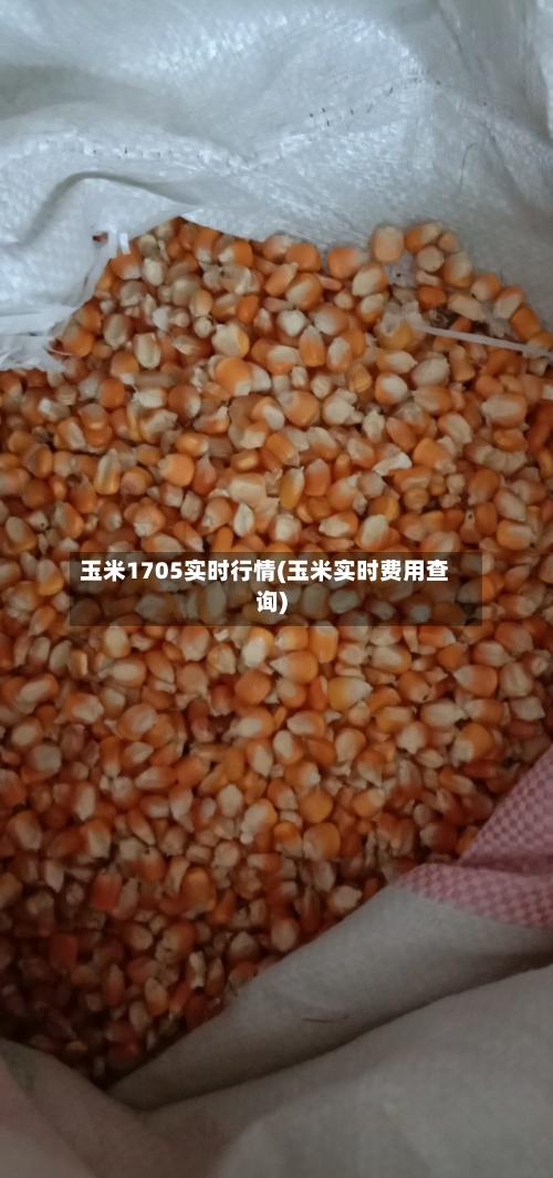 玉米1705实时行情(玉米实时费用查询)-第1张图片