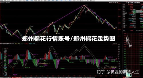 郑州棉花行情账号/郑州棉花走势图-第1张图片