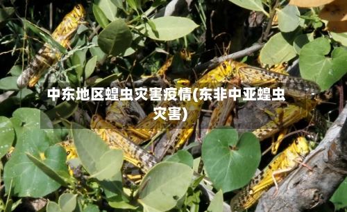中东地区蝗虫灾害疫情(东非中亚蝗虫灾害)-第1张图片