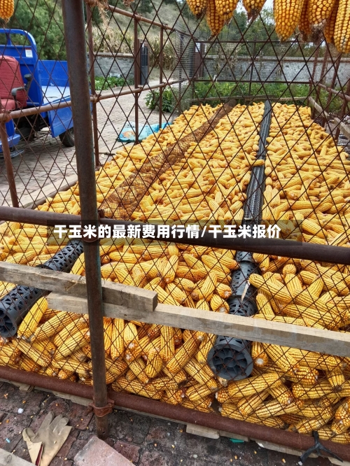 干玉米的最新费用行情/干玉米报价-第1张图片