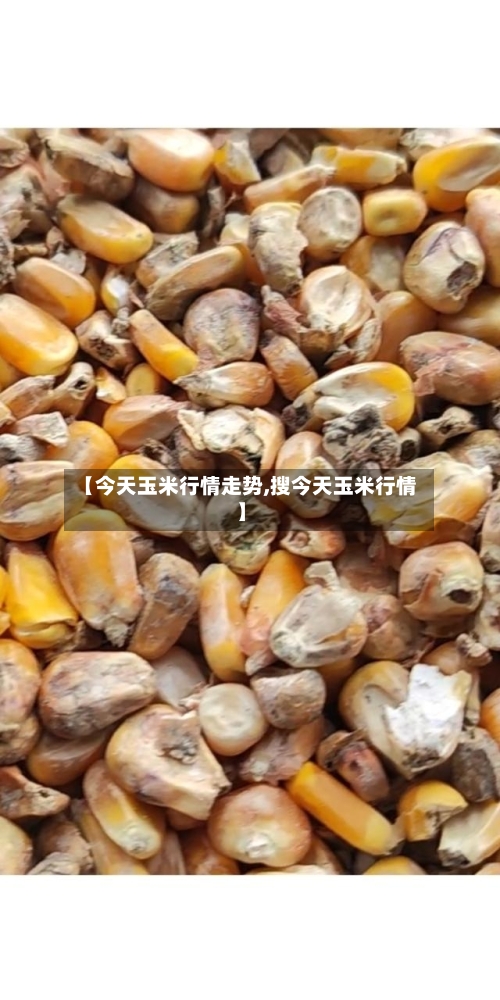 【今天玉米行情走势,搜今天玉米行情】-第1张图片