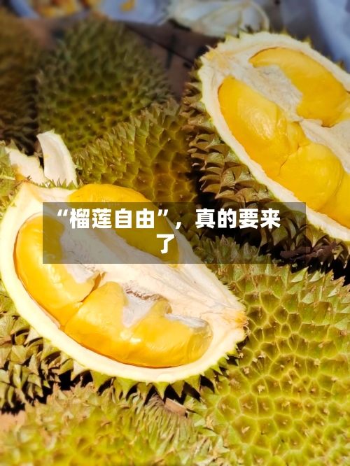 “榴莲自由	”，真的要来了-第1张图片