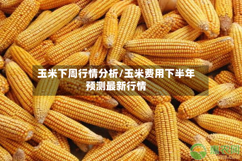 玉米下周行情分析/玉米费用下半年预测最新行情-第1张图片