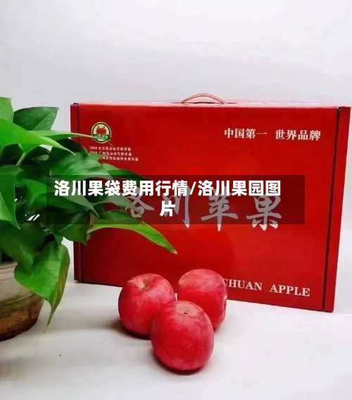 洛川果袋费用行情/洛川果园图片-第3张图片