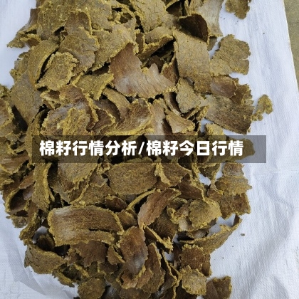 棉籽行情分析/棉籽今日行情-第2张图片