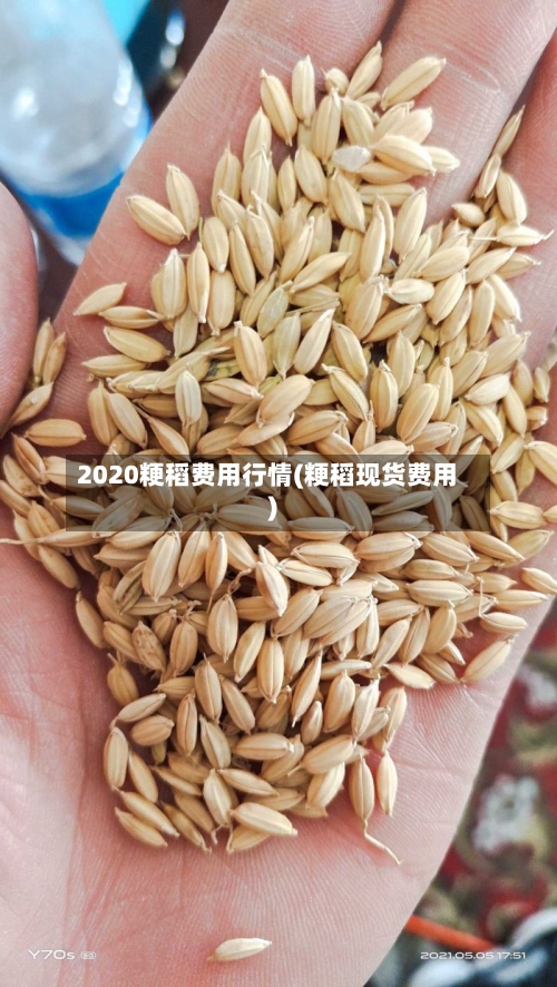 2020粳稻费用行情(粳稻现货费用)-第1张图片