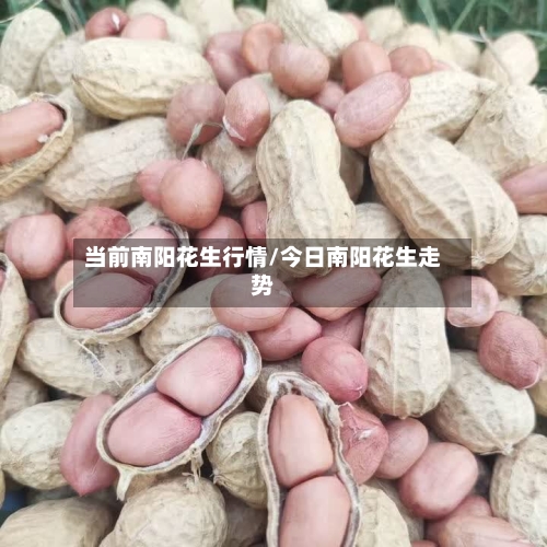 当前南阳花生行情/今日南阳花生走势-第1张图片