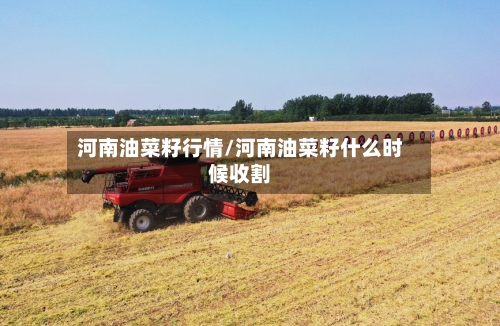 河南油菜籽行情/河南油菜籽什么时候收割-第2张图片