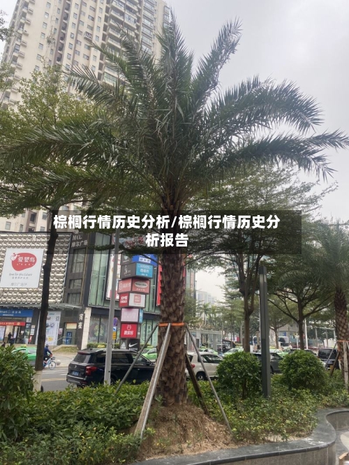 棕榈行情历史分析/棕榈行情历史分析报告-第2张图片