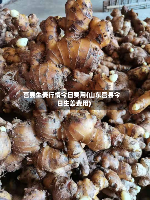 莒县生姜行情今日费用(山东莒县今日生姜费用)-第1张图片