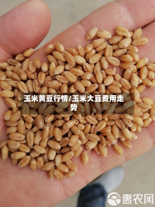 玉米黄豆行情/玉米大豆费用走势-第1张图片